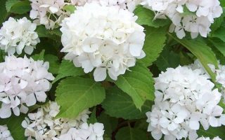 Hydrangea macr. ´Soeur Therese´ 35–40, K 1,5