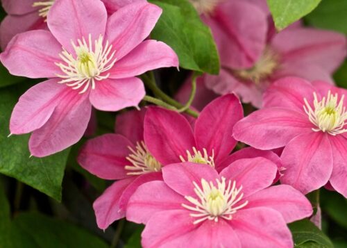 Clematis ´Little Mermaid´ 40+, RK2 - Image 1
