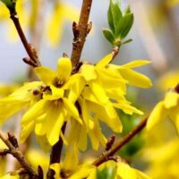 Forsythia x intermedia 'Golden Times'