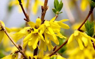 Forsythia x intermedia 'Golden Times'