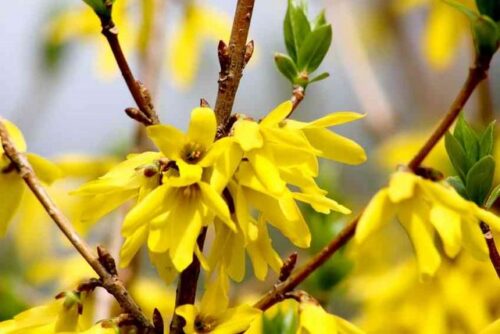 Forsythia x intermedia 'Golden Times' - Obrázek 1