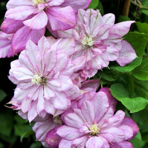 Clematis ´Innocent Glance´® 40, RK2 - Obrázek 1