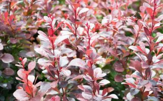 Berberis thunbergii 'Atropurpurea'