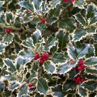 Ilex aquif. Argenteomarginata 20–30 K2,5