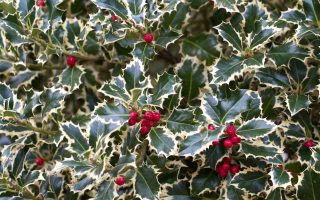 Ilex aquif. Argenteomarginata 20–30 K2,5