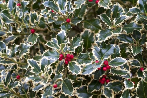 Ilex aquif. Argenteomarginata 20–30 K2,5 - Obrázek 1