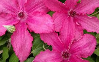 Clematis ´Barbara´ 40, RK 2