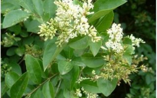 Ligustrum ovalifolium 'Aureum'