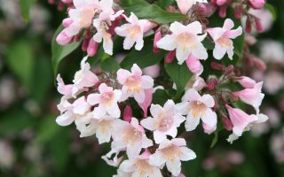 Kolkwitzia amabilis 'Pink Cloud'