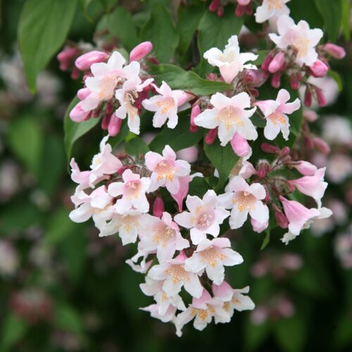 Kolkwitzia amabilis 'Pink Cloud' - Obrázek 1