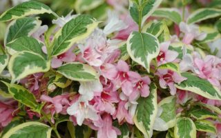 Weigela florida Nana Variegata 20–30, K2,5