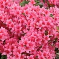 Azalea (J) 'Kermesina'