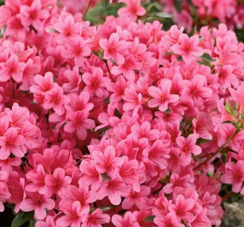 Azalea (J) 'Kermesina' - Obrázek 1