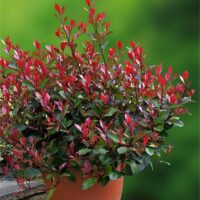 Photinia fraseri 'Little Red Robin'
