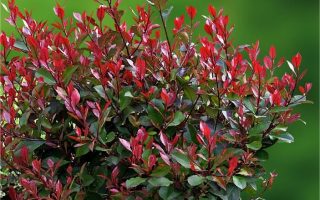 Photinia fraseri 'Little Red Robin'