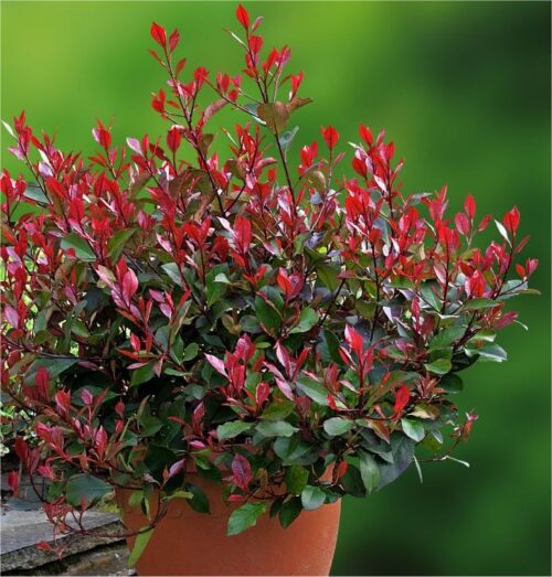 Photinia fraseri 'Little Red Robin' - Obrázek 1
