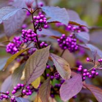 Callicarpa bodinieri 'Profusion'