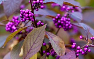 Callicarpa bodinieri 'Profusion'