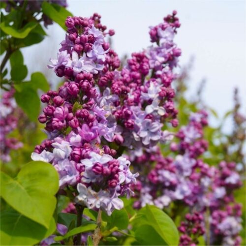 Syringa vulgaris Katherine Havemeyer , 20–30, K2,5 - Obrázek 1
