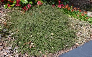 Cotoneaster dammeri Winter Jewel, 60 KM