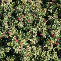 Cotoneaster micr. var. thymifolius 80KM, K4