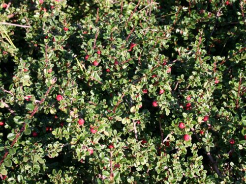 Cotoneaster micr. var. thymifolius 80KM, K4 - Obrázek 1