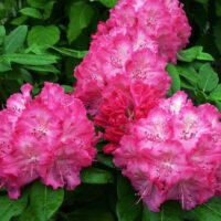 Rhododendron 'Germania'