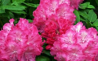 Rhododendron 'Germania'