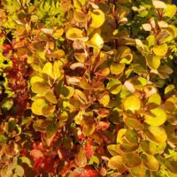 Berberis thunbergii 'Golden Rocket'®