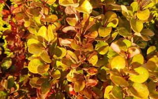 Berberis thunbergii 'Golden Rocket'®