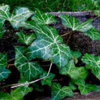 HEDERA HELIX BŘEČŤAN POPÍNAVÝ, ´Golden Kolibri´ 40