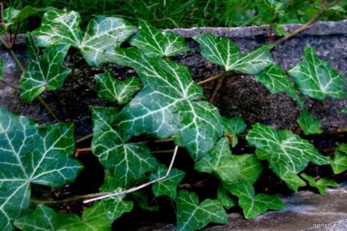 HEDERA HELIX BŘEČŤAN POPÍNAVÝ, ´Golden Kolibri´ 40 - Obrázek 1