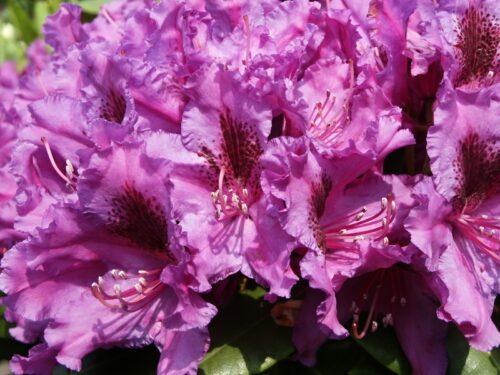 RHODODENDRON ´Azurro´25–30 K3 - Obrázek 1