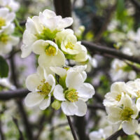 Chaenomeles superba 'Jet Trail' 20–30 cm