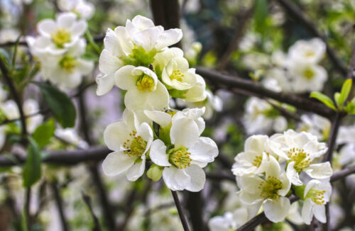 Chaenomeles superba 'Jet Trail' 20–30 cm - Obrázek 1