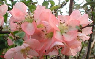 Chaenomeles superba 'Pink Trail' 20–30 cm