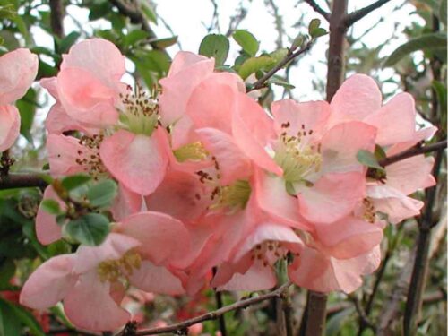 Chaenomeles superba 'Pink Trail' 20–30 cm - Obrázek 1