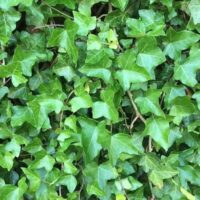 HEDERA HELIX BŘEČŤAN POPÍNAVÝ, ´Erecta´ 20–30