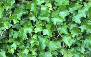 HEDERA HELIX BŘEČŤAN POPÍNAVÝ, ´Erecta´ 20–30