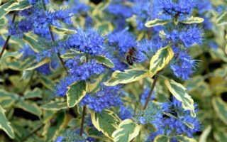 Caryopteris cland. ´Summer Sorbet´® 20–30 K2,5