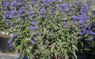 Caryopteris cland. 'Grand Bleu'®
