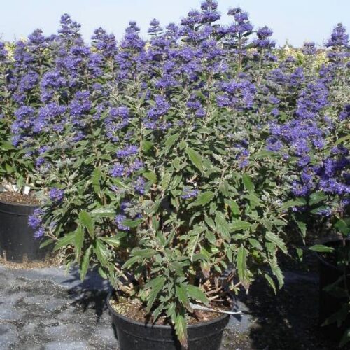 Caryopteris cland. 'Grand Bleu'® - Obrázek 1