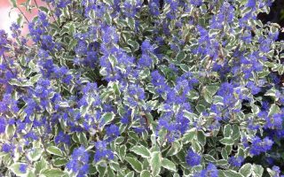 Caryopteris cland. ´White Surprice´® 20–30 K2,5