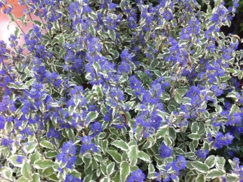 Caryopteris cland. ´White Surprice´® 20–30 K2,5 - Image 1