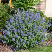 Caryopteris clandonensis 'Blue Balloon'
