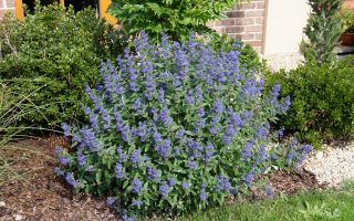 Caryopteris clandonensis 'Blue Balloon'