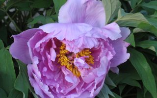 Paeonia sufr. 'Ling hua zhan lu BS'