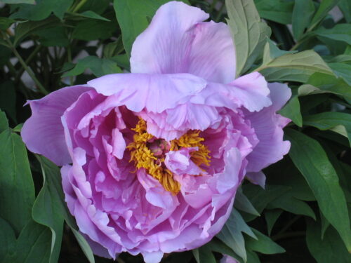 Paeonia sufr. 'Ling hua zhan lu BS' - Obrázek 1