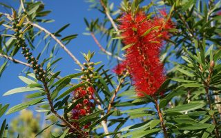 Callistemon rigidus 30–40 cm