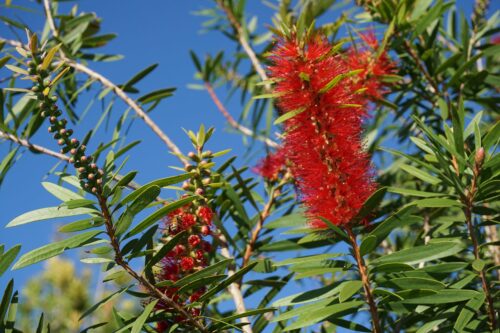 Callistemon rigidus 30–40 cm - Obrázek 1